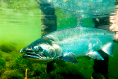 freshwater-gallery-09