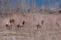 wildlife-gallery-14