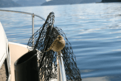 wildlife-gallery-18