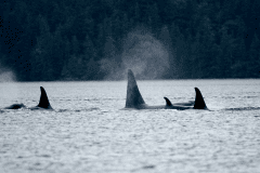 wildlife-gallery-2