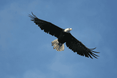 wildlife-gallery-24
