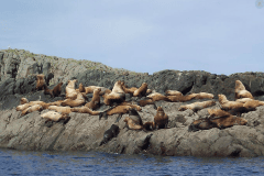 wildlife-gallery-27