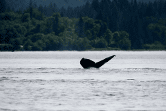 wildlife-gallery-6