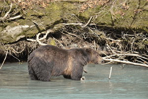 cr-grizzly-bear-tours