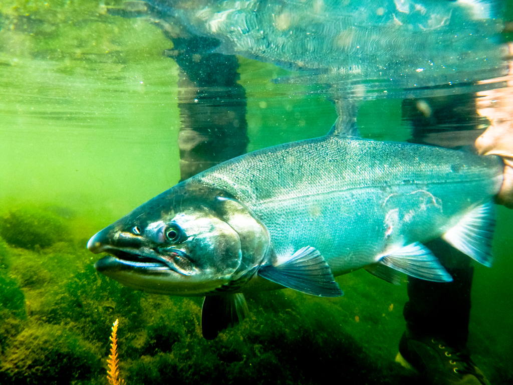 Campbell River Lake Fishing