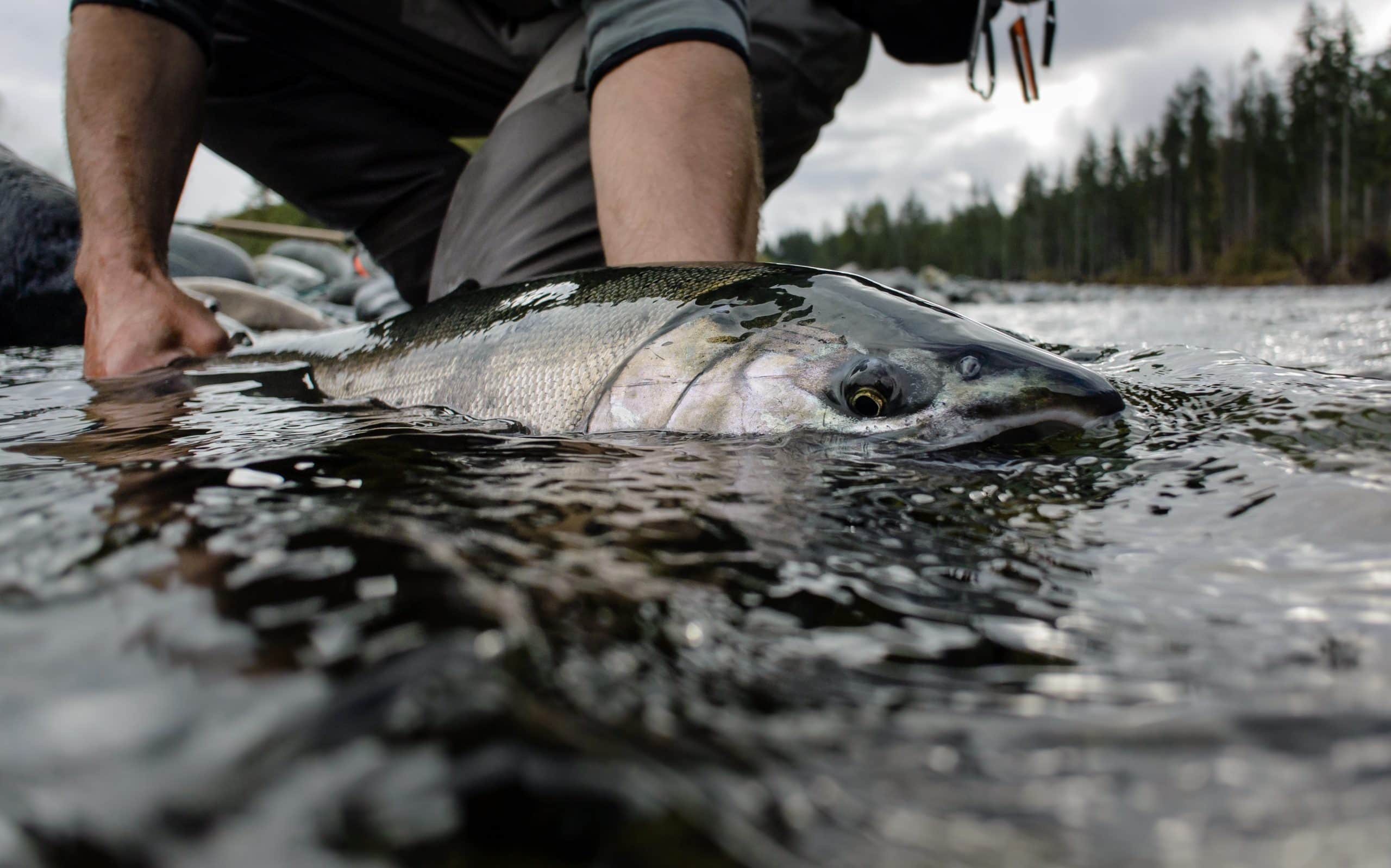 Vancouver Island fly fishing